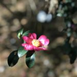 根岸紅（サザンカ）武蔵丘陵森林公園