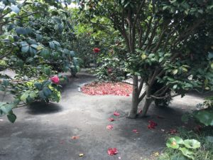 椿花ガーデン