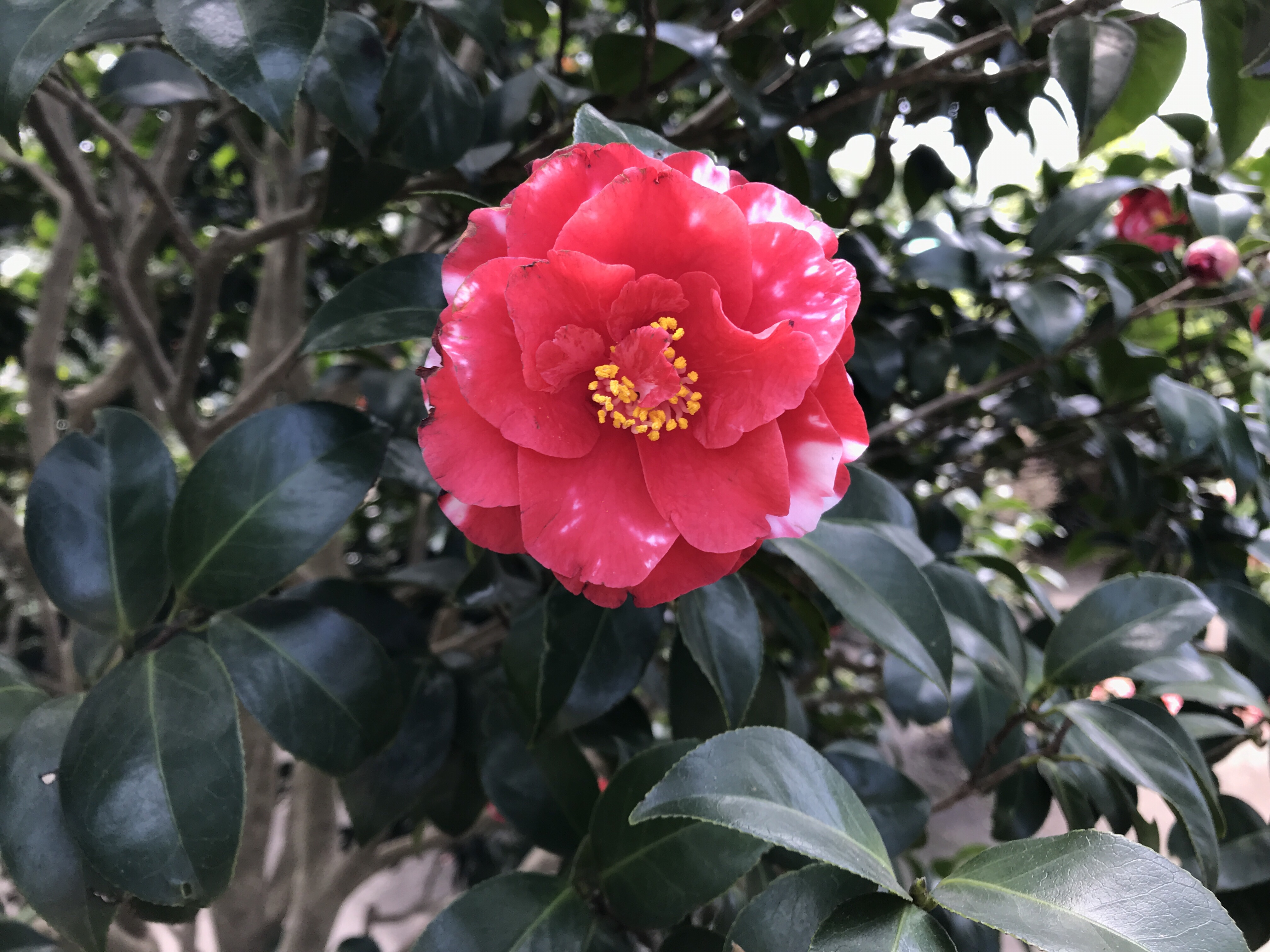 椿旅 伊豆大島の椿花ガーデン