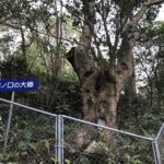 新上五島の稗ノ口の大椿
