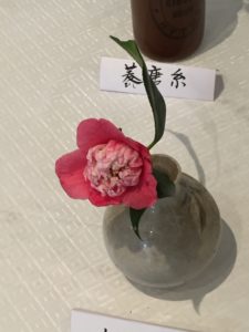 桃色卜伴Momoiro-bokuhan 神代植物園椿展20170323