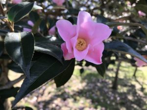 数寄屋Sukiya　神代植物公園20180306