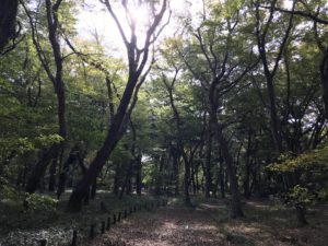 神代植物園雑木林　20171104