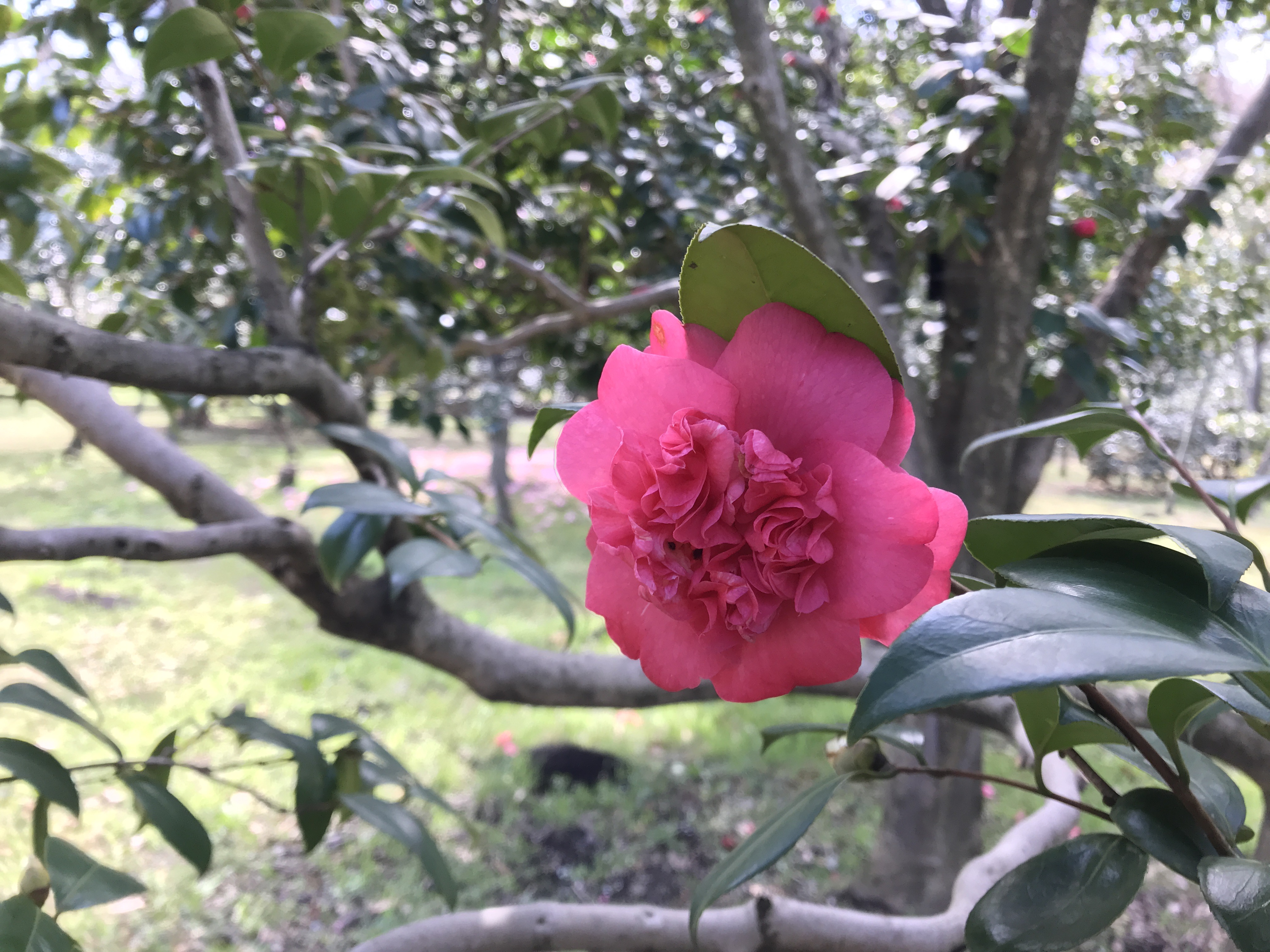 京唐子 枝変わりの紅花 大唐子 神代植物公園 3 つらつら椿 Tsura Tsura Tsubaki