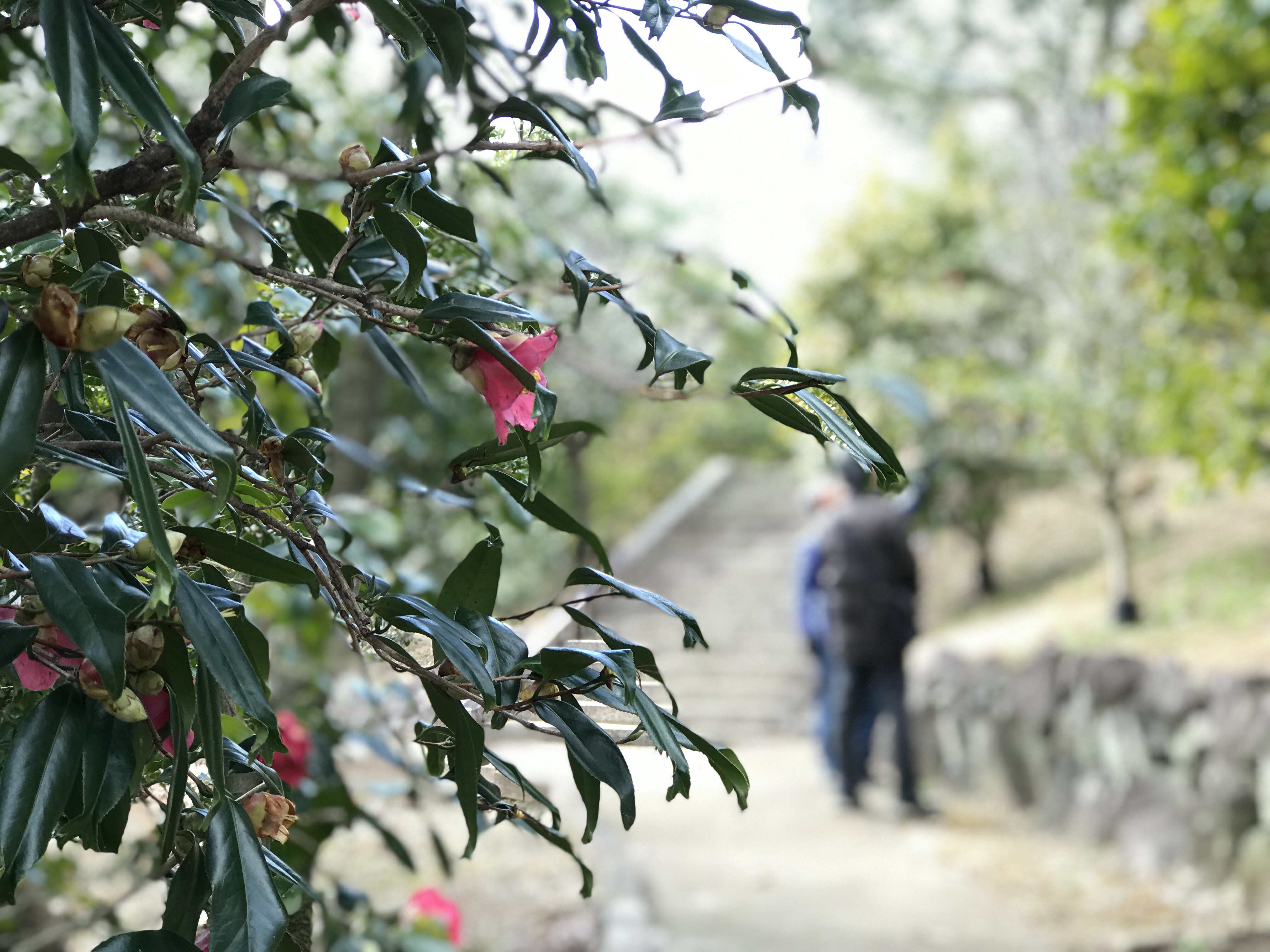 【椿の名所】服部緑地植物園の椿山とカメリアルーム
