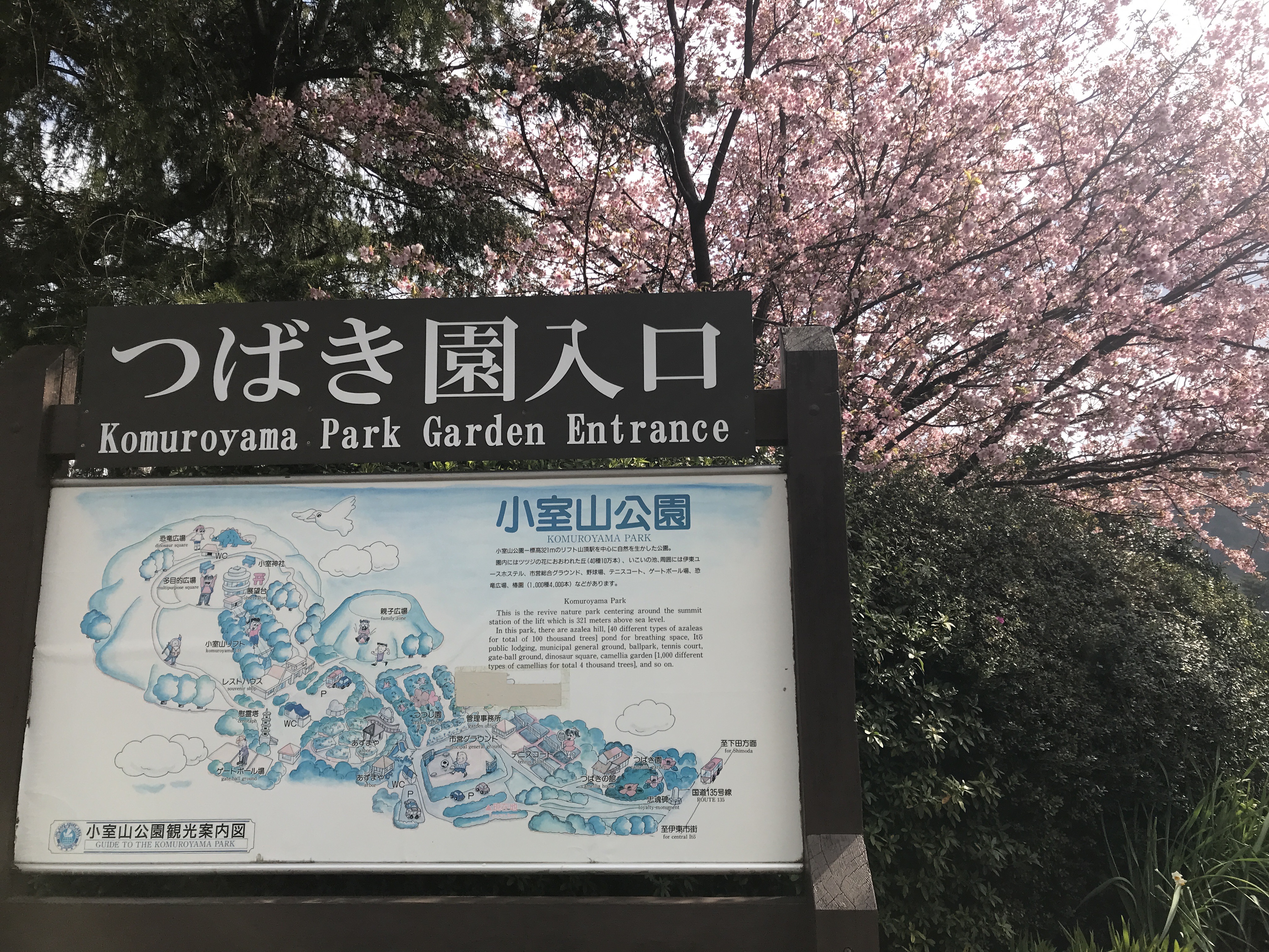 【椿の名所】小室山公園つばき園