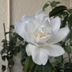 白孔雀20190314