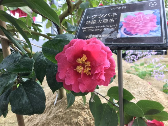 楚雄大理茶 トウツバキ　富山県立植物園雲南温室20190310