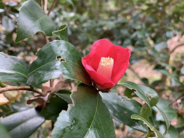 一子侘助 薬師池公園20191207