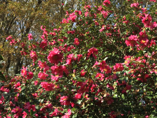 薬師池公園20181208_