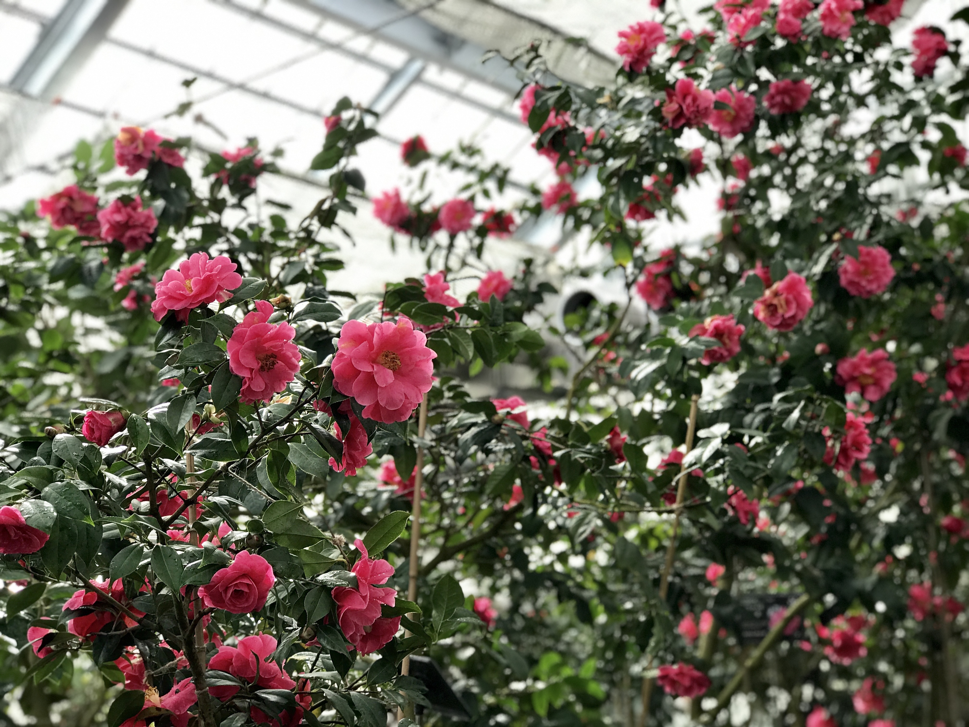 【椿の名所】富山県中央植物園トウツバキ温室