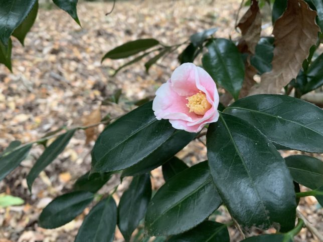 覆輪侘助 薬師池公園20191207