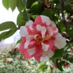 春日野 光が丘夏の雲公園椿園20200330
