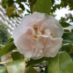 暁山gyozan 光が丘夏の雲公園椿園20200330