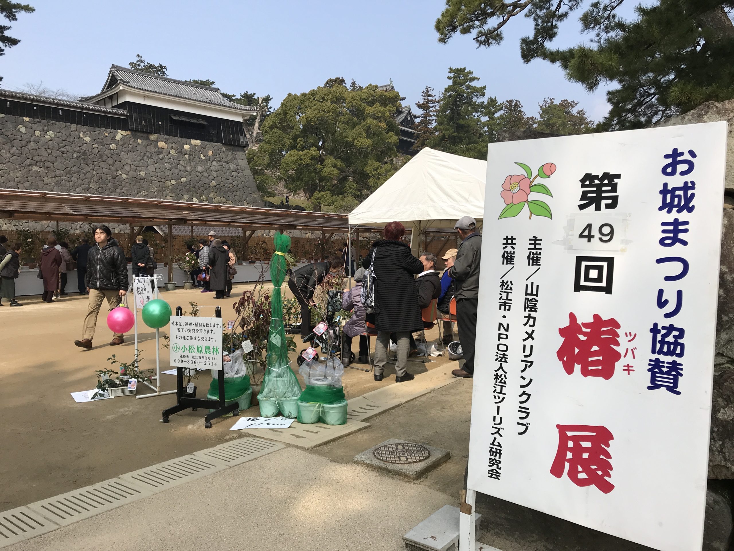 【椿の名所】松江城の椿展