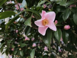 数寄屋　出雲村田製作所20180311