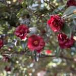 黒椿　小石川植物園20210327