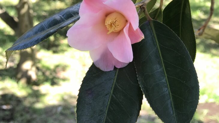 数寄屋（すきや）Camellia ‘Sukiya’