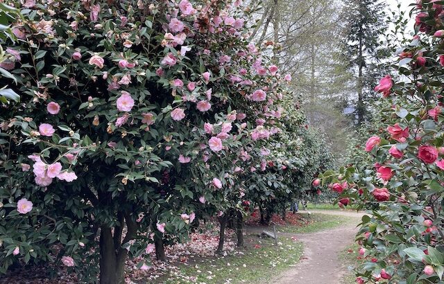 【椿の名所】ロカルノ市ツバキ公園（Locarno City Camellia Park）と椿展
