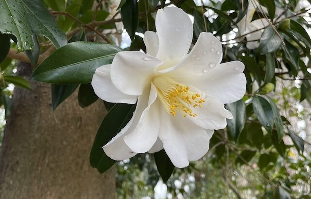 都鳥（みやこどり）Camellia ‘Miyakodori’