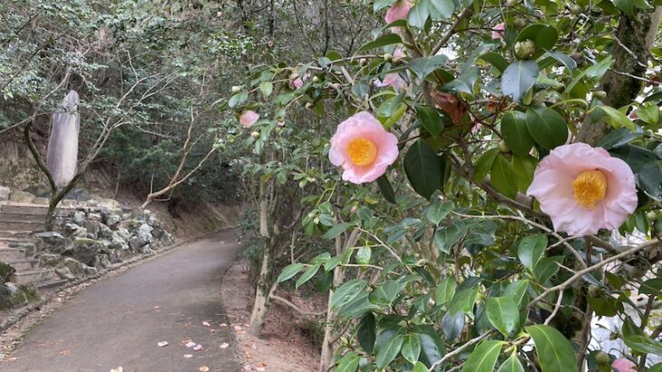 【椿の名所】道後公園の「伊予つばきの小径」