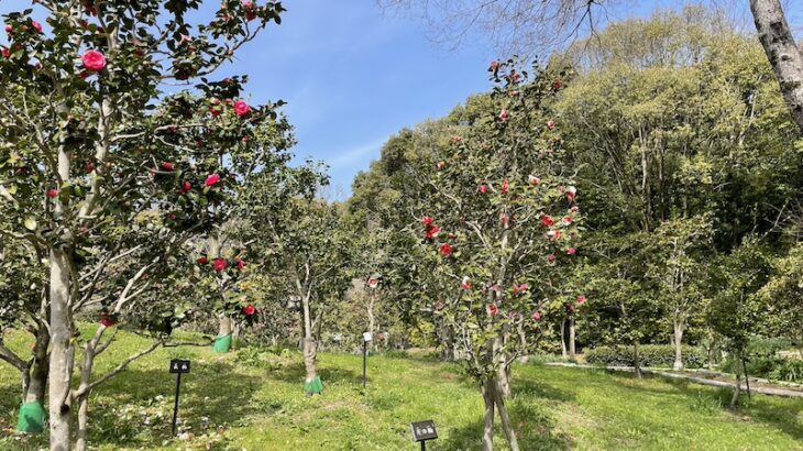 【椿の名所】万博記念公園つばきの森