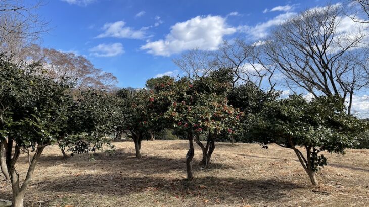 【椿の名所】神奈川県自然環境保全センター  ツバキ園