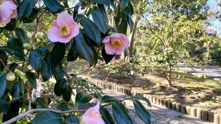 【椿の名所】くりはま花の国つばき園