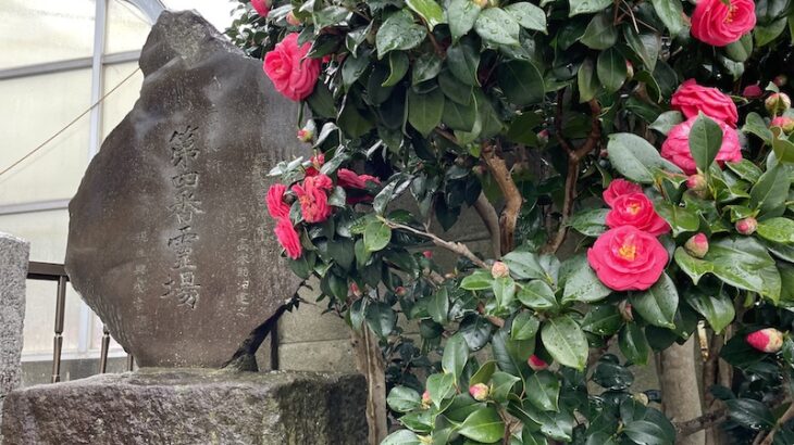 【椿の名所】椿の御所、大椿寺
